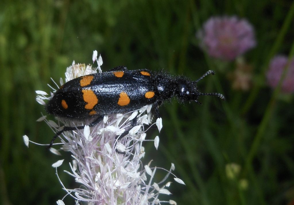 Meloidae:  Hycleus polymorphus?  S !